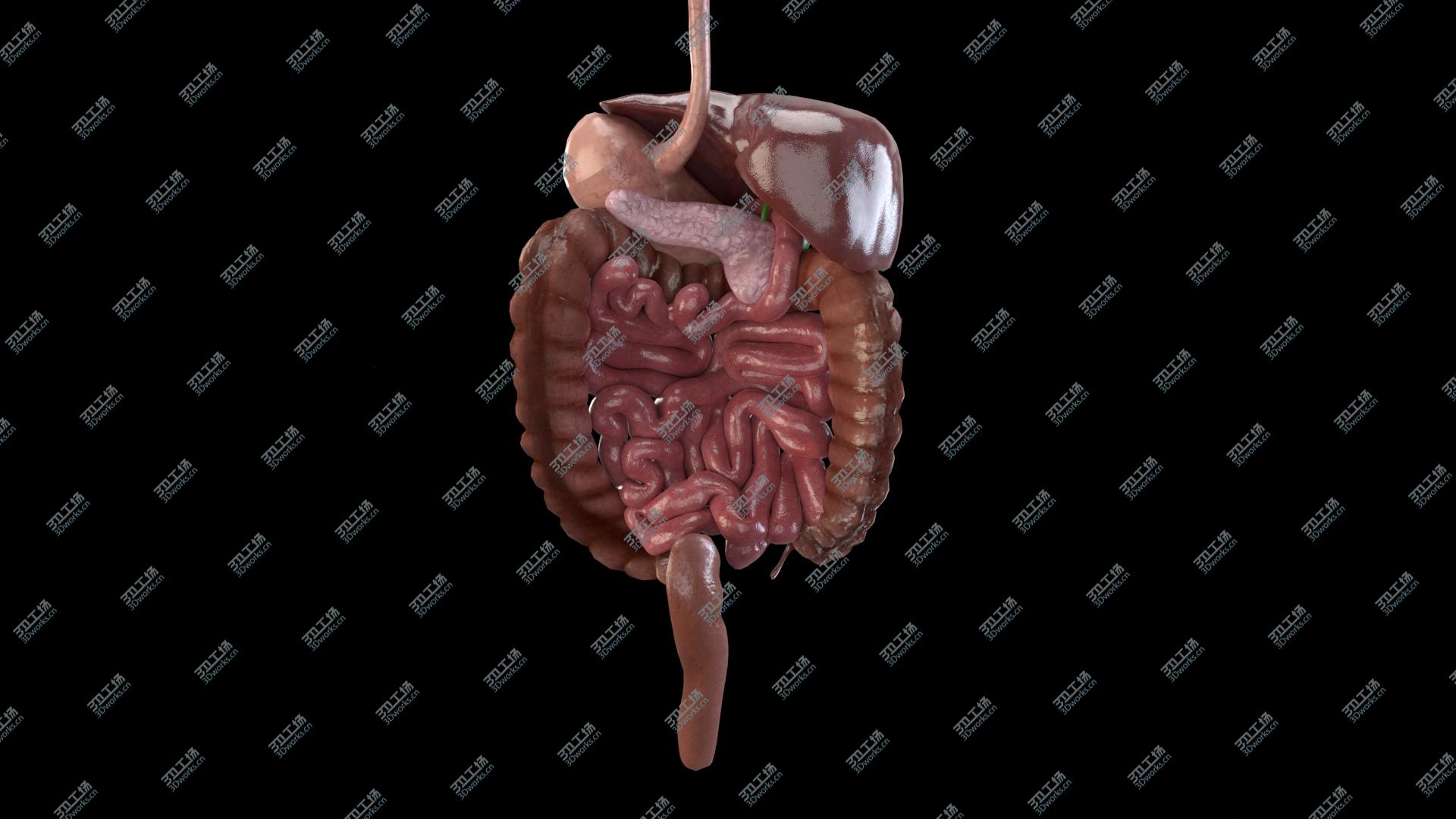 images/goods_img/202104093/Digestive system 3D model/1.jpg